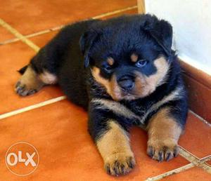 Pure -Breed -& -Healthy -Puppies -For –Sell-In-Shillong