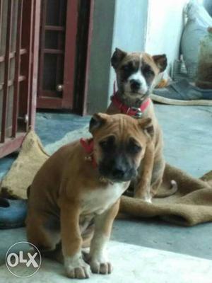 Pure Heavy Bully Male Female For Sale Or Exchange With