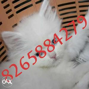 Pure Lineage Persian Kittens