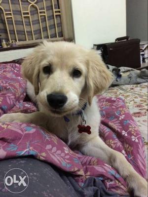 Pure breed 3 month old vaccinated golden retriever puppy for