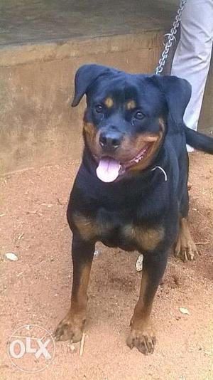 Pure breed clotty male Rottweiler for sale PALAKKAD town 26