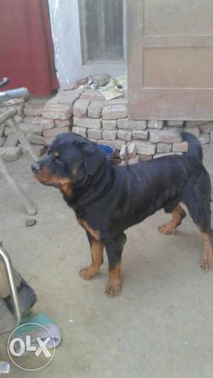 Pure rottweiler only for matting
