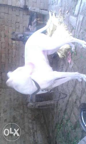 Pure white gultaire female.. 2 year old..vry