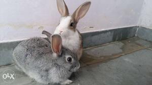 Rabbits. Total 2. Need to sell in pairs only. CALL ASAP