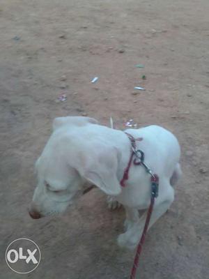 Rajapalayum puppy 2 months male with KCI
