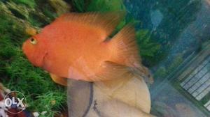Red cichlid fish