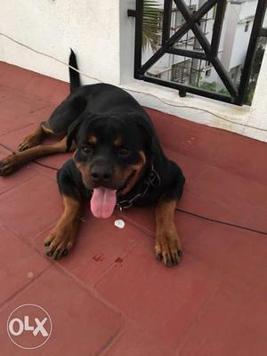 Rottweiler Dog