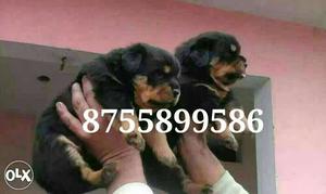 Rottweiler Puppies 35 days