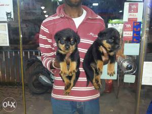 Rottweiler female Puppies for sall