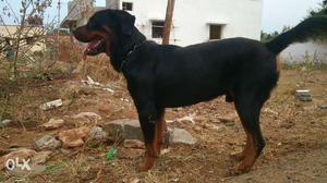Rottweiler proven male
