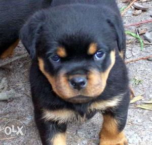 Rottweiler puppies avaialable on dogshub