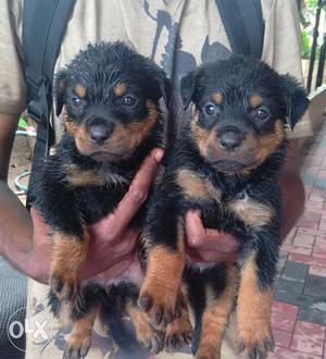 Rottweiler puppies heavy boned.. gud lineage 40