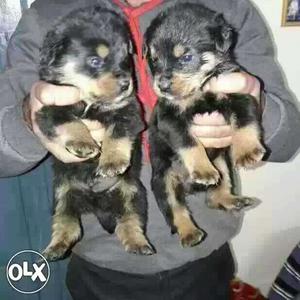 Rottwieler Puppies for security purpose male