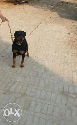 Rotweeler female pure 1 year six month old good