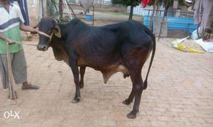 Sahiwal Kapila Cow