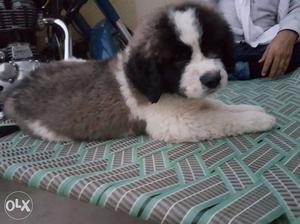 Saint Barnard 50 days male pure breed vaccinated