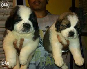 Saint bernard male female extraodinary puppies sell in low