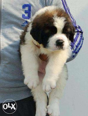 Saint bernard male toppest quality of puppies sell ur city