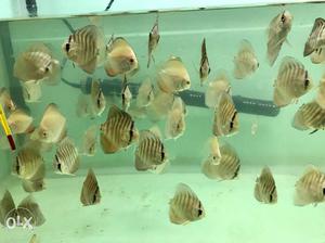 School Of Baby Discus fishes