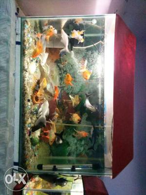 School Of Fish In Red Fish Tank