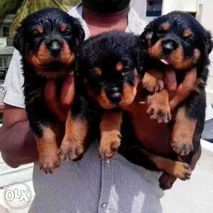 Security purpose rottwieler Puppies available