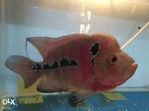Sell or exchange red dragon flowerhorn size 5"