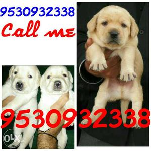 Shanu dog store available show quality golden