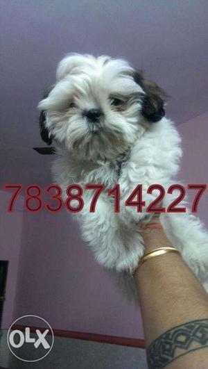 Shih tzu male dog for sale