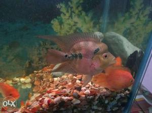 Short body Flowerhorn for sell very healthy and