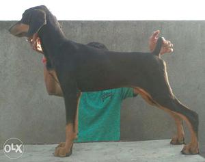 Show Quality doberman female puppies available