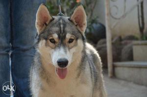 Show quality Husky male female puppies available