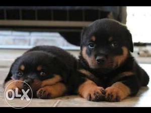 Show quality Rottweiler puppies available KCI