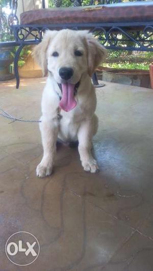 Show quality golden retriever male puppy 3months old for