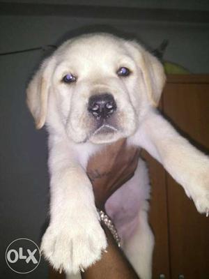 Show quality labrador male puppy sell