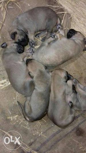 Six Five Pug Puppies