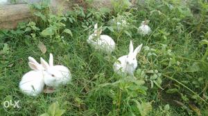 Six White Rabbits