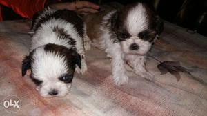 Small Breed Shihtzu and Lhasa Apso Sell Call Testify Pet