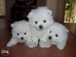 Snow White Pomeranian (Spitz) Pup On Sell #Asia Pets
