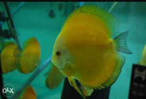 Solid Yellow Discus Fish 3 inches size