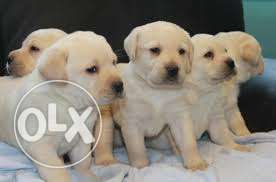 Super Dog Sell in Jaipur Contact Mr. Dog pet shop