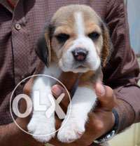Super quality Beagle puppies available
