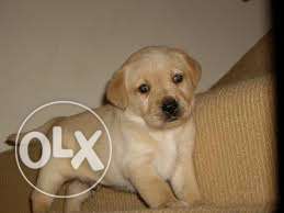 Super quality Labrador puppies available