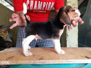 TOP quality Beagles available with American & Thailand