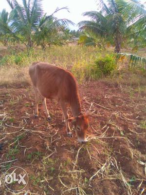 Tan Cow In Udumalaipettai