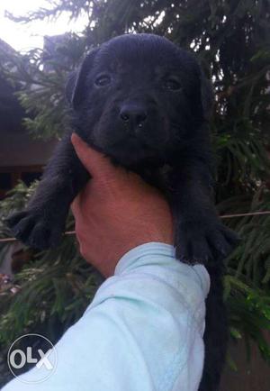 Top Quality MALE Labrador Pure Black Colour Male
