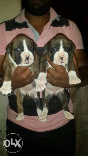 Top quality boxer females full marking nd healthy