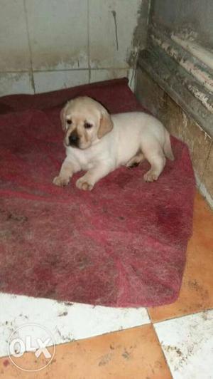 Top quality lab male and female for sale