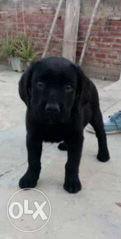Top quality labra female pup for sale