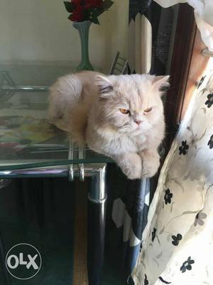 Turkish male and female Persian cat for sale..