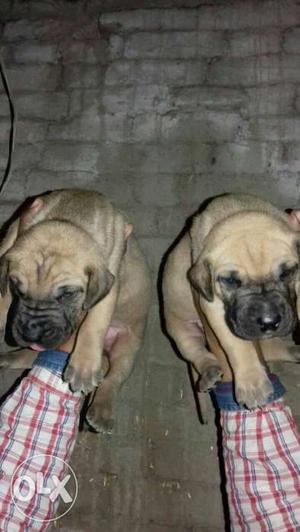 Two Beige-and-black Short Coat Puppies